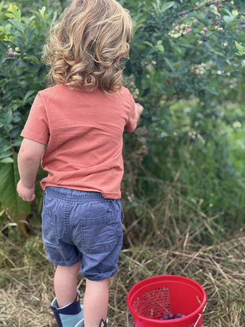 Little Boy picking blueberries