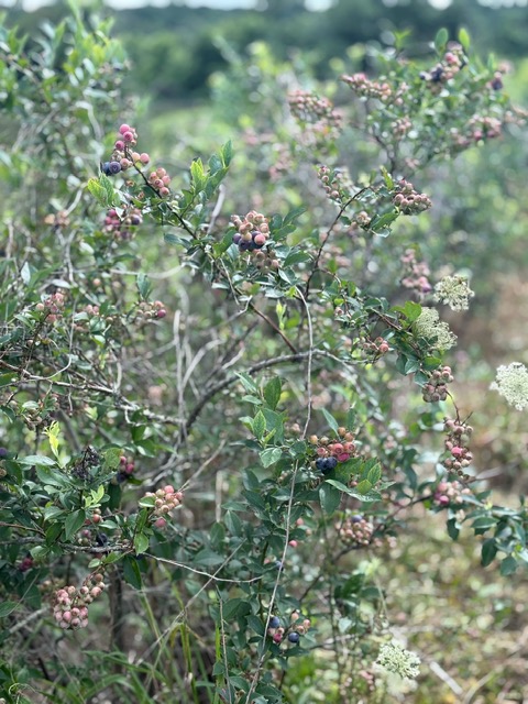 Blueberry Bush