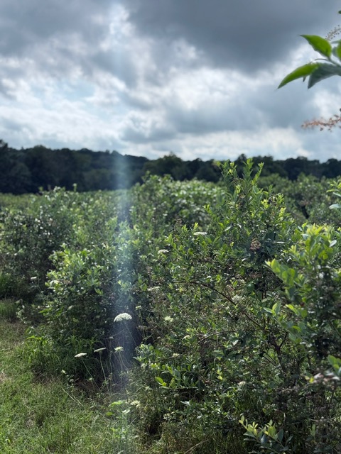 Blueberry Patch