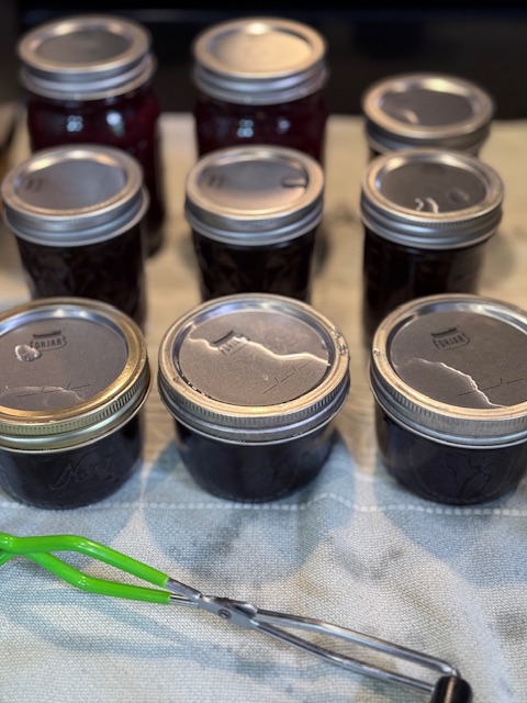 Blackberry Jelly out of the canner