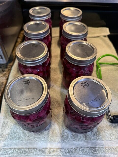 Blueberry pie filling pulled out of canner