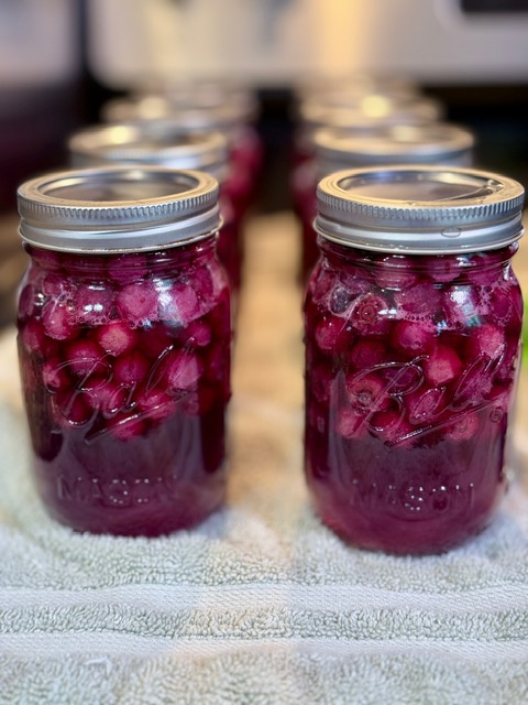 Blueberry pie filling pulled out of canner
