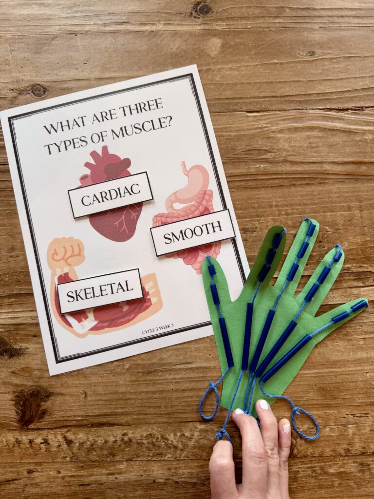 what are the types of muscle 